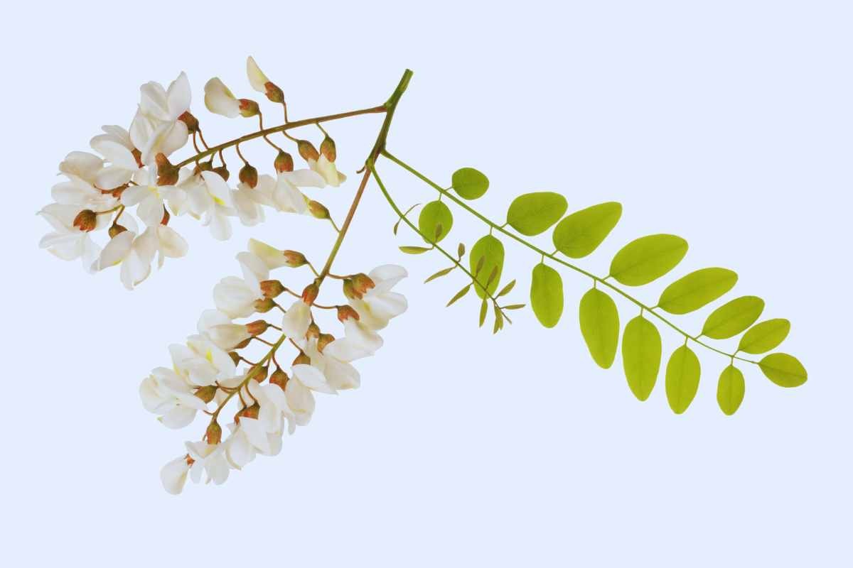 Un ramo di acacia