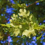 Una foglia di Roverella