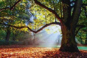 L'albero della rovere illuminato dalla luce nel bosco