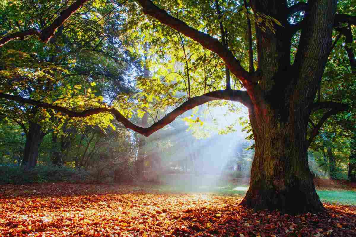 L'albero della rovere illuminato dalla luce nel bosco