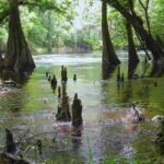 cipressi delle paludi in loco