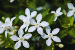 I fiori del gelsomino