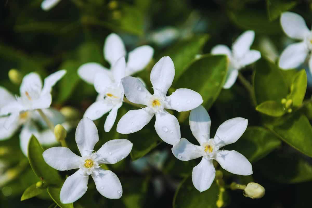 I fiori del gelsomino