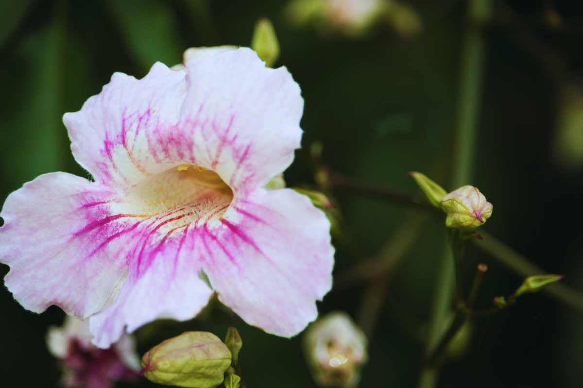 Bignonia