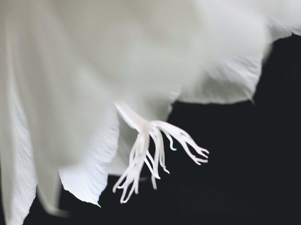 Kadupul flower