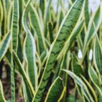 Foglie di Sansevieria