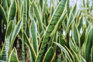 Foglie di Sansevieria