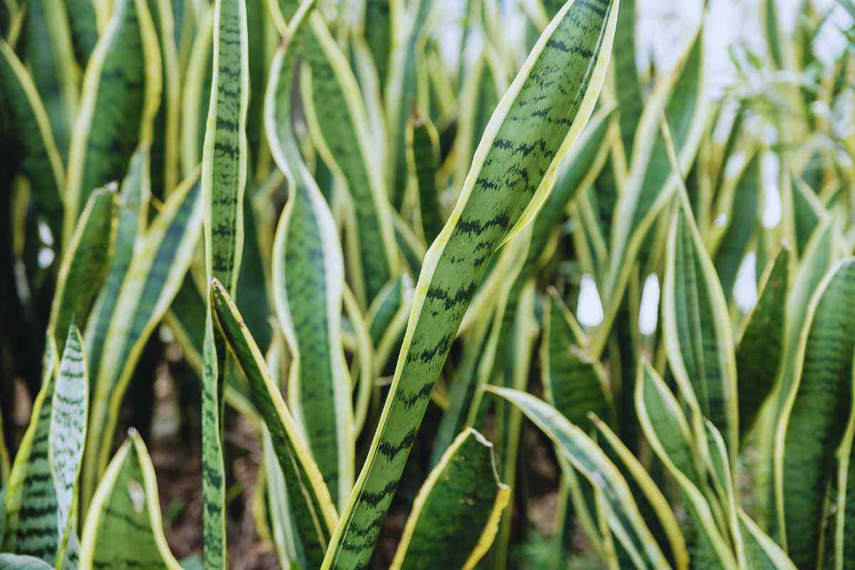 Foglie di Sansevieria