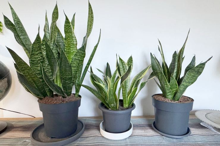 Tre piante di Sansevieria