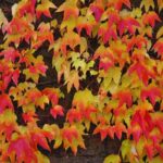 La Vite americana con le sue splendide foglie ricche di sfumature