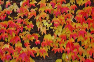 La Vite americana con le sue splendide foglie ricche di sfumature