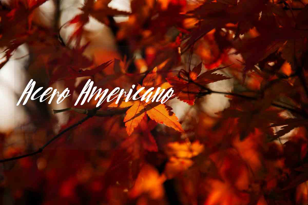 acero americano