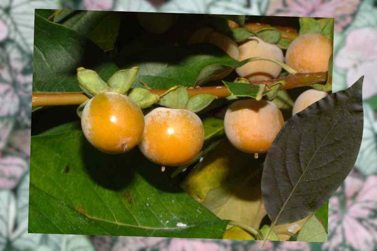 bacche e foglie falsoloto