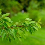 falsoloto o albero di san Andrea