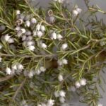 erica arborea