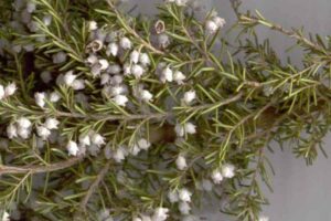 erica arborea