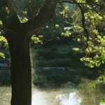 frassino meridionale