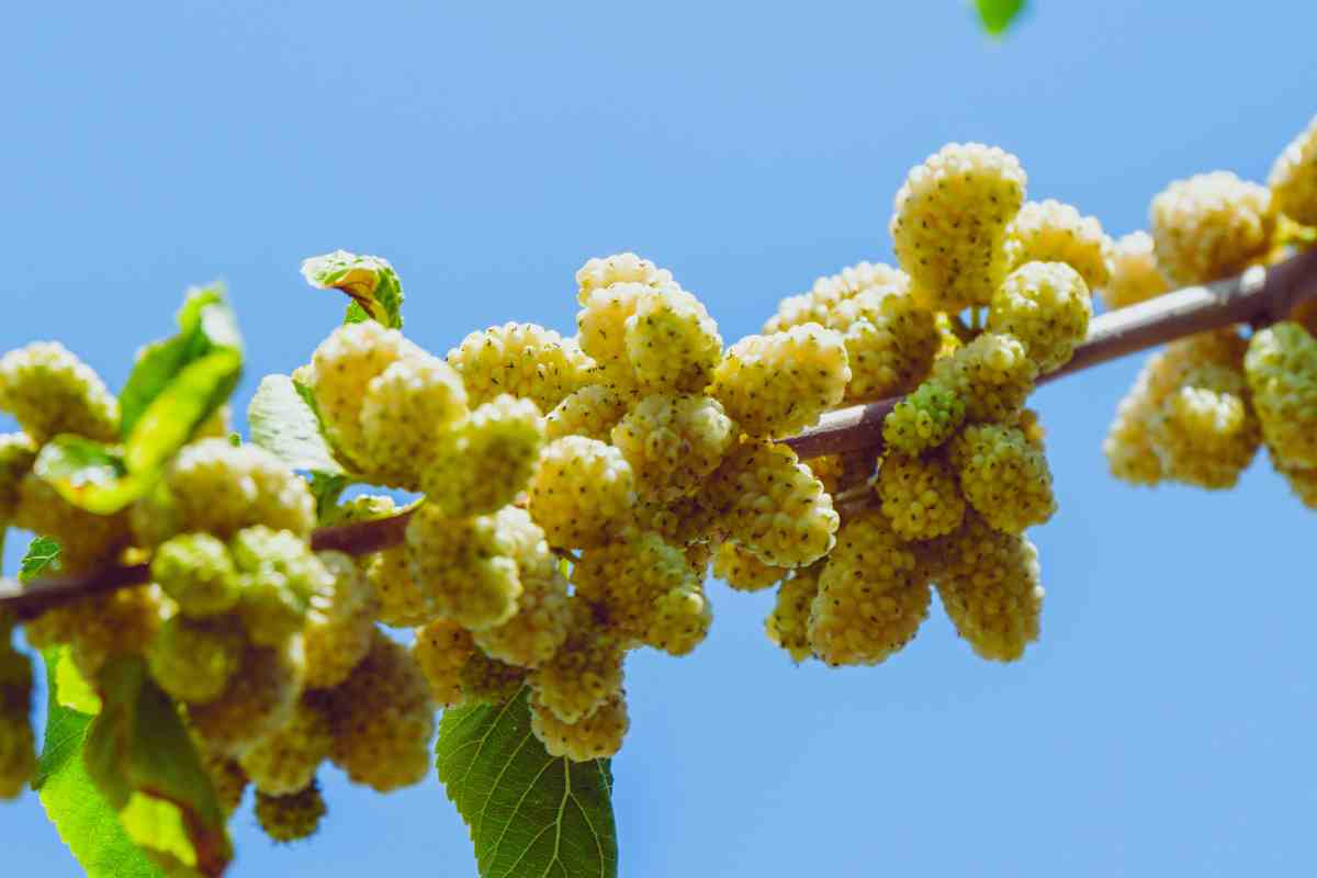gelso bianco