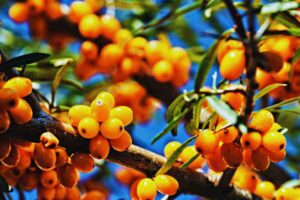 Un ramo di olivello spinoso con i suoi frutti arancioni