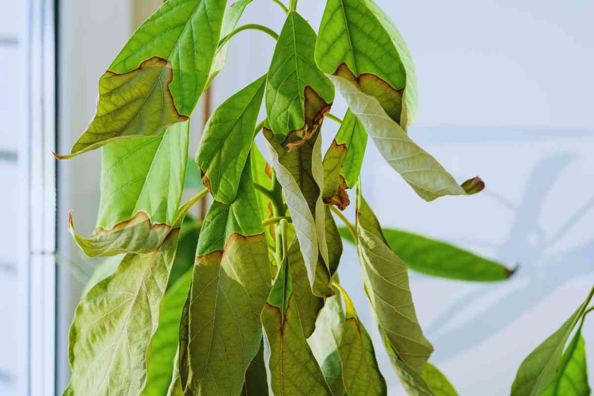 Pianta da interno malata