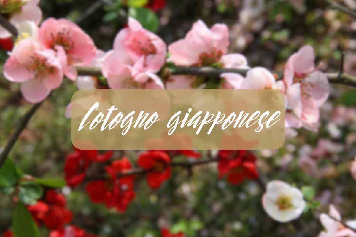 cotogno giapponese