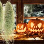Zucche di Halloween e muschio spagnolo