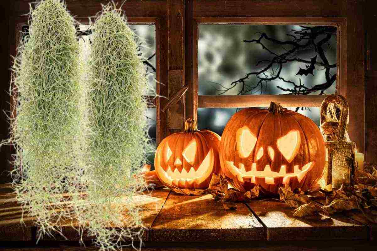 Zucche di Halloween e muschio spagnolo