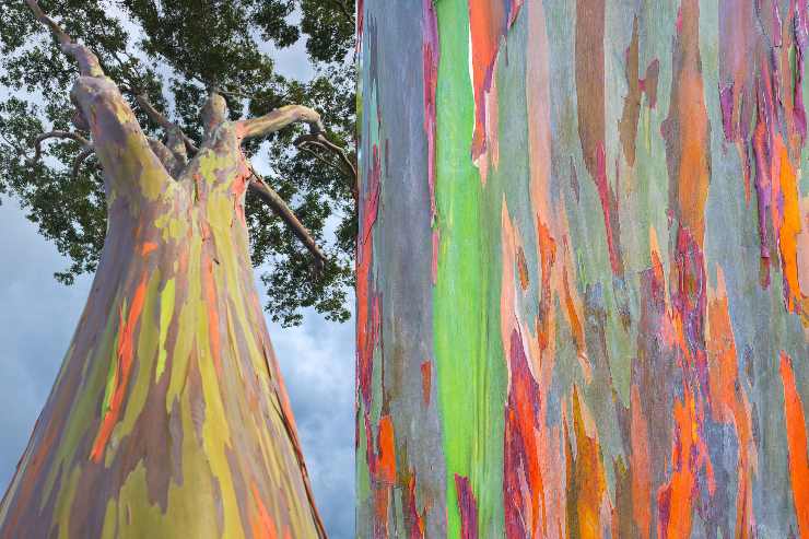 Eucalipto arcobaleno e focus sul tronco