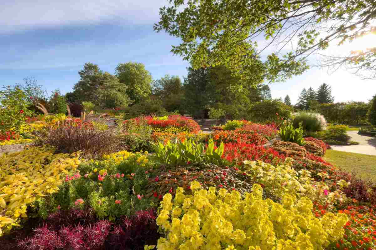 Giardino con moltissime piante colorate