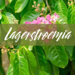 Lagerstroemia