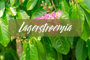 Lagerstroemia