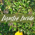 Ligustro lucido