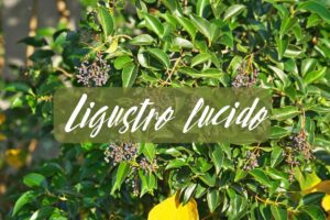 Ligustro lucido