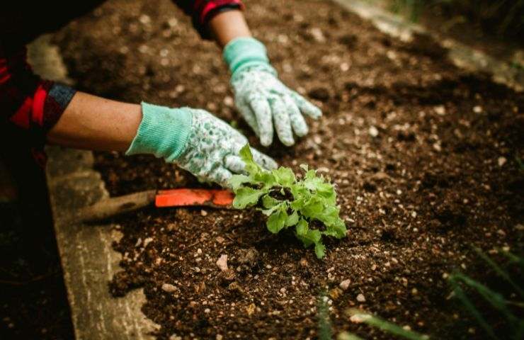 Uomo che prepara il terreno per la semina 