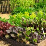 Diverse piante piantate in un orto