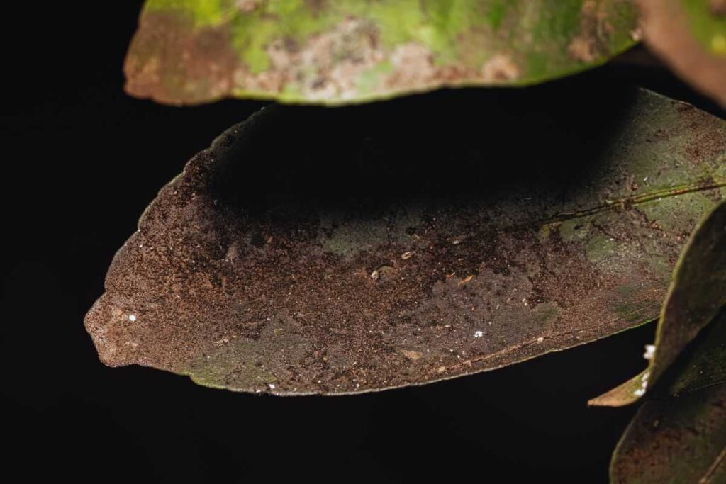 Foglia ricoperta di fumaggine