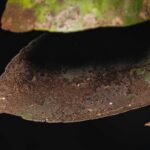 Foglia ricoperta di fumaggine