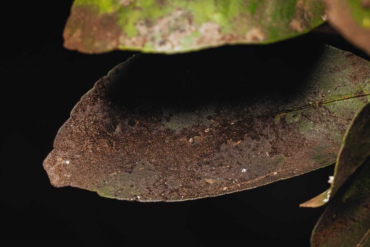 Foglia ricoperta di fumaggine