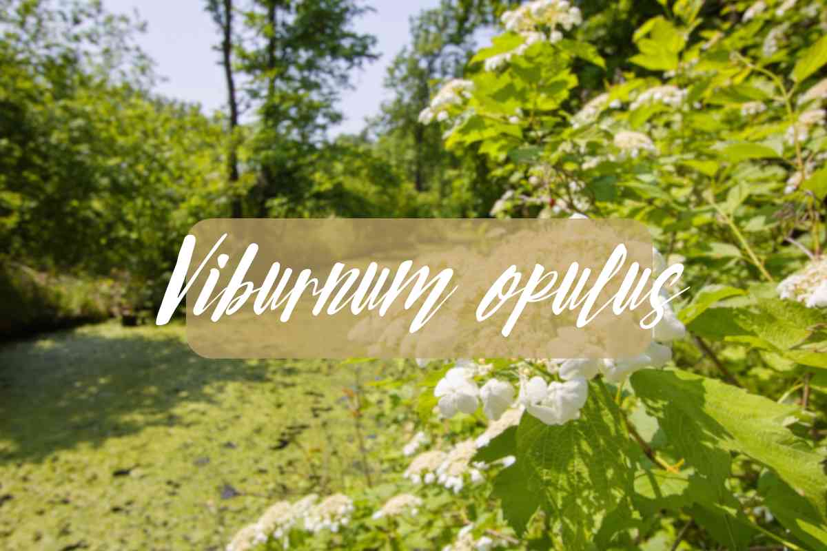 viburnum opulus