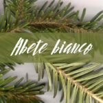 abete bianco
