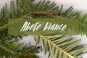 abete bianco