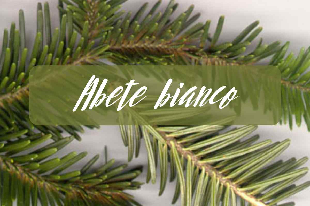 abete bianco