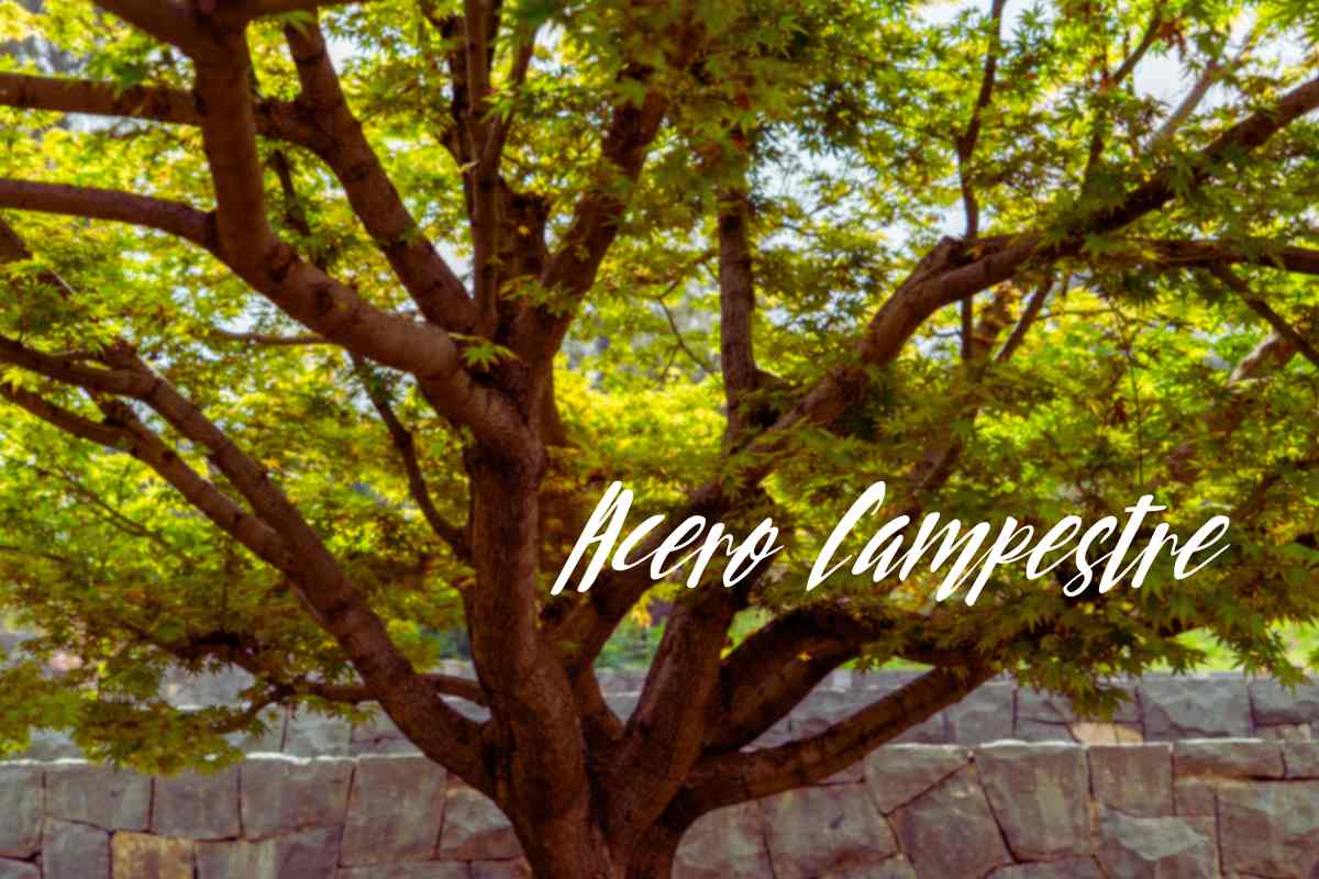 acero campestre
