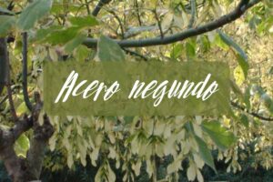 acero negundo