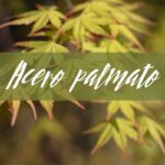 acero palmato