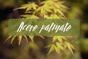 acero palmato