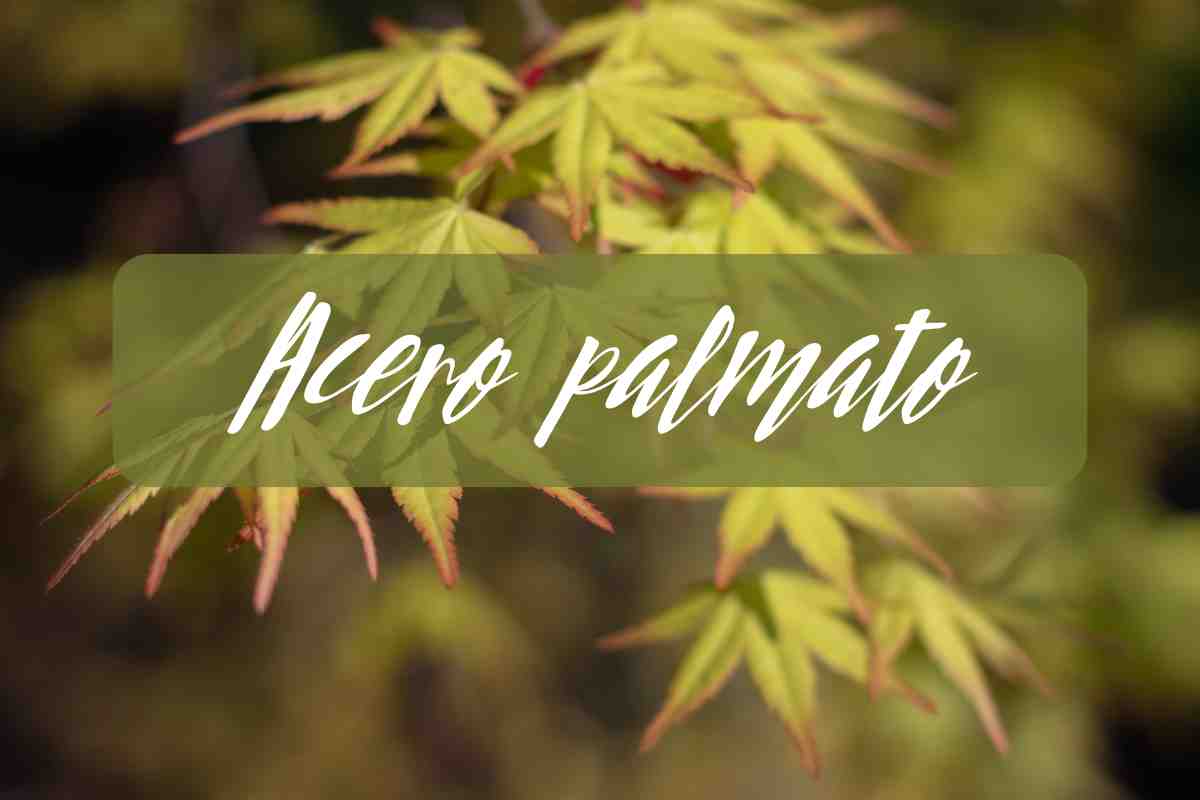 acero palmato