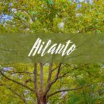 ailanto, albero del paradiso