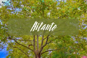 ailanto, albero del paradiso