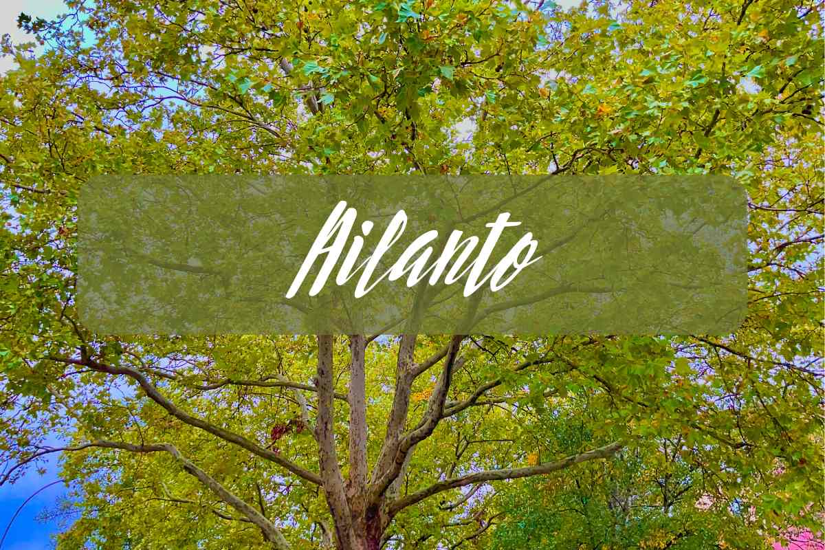 ailanto, albero del paradiso